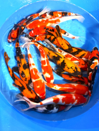 Hirasawa Marusei 30-37cm