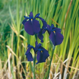 Iris Kaempferi / Japanse Iris / Kant en klare mand 18x18cm