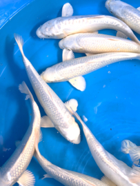 Yamasan  Platina Ogon 33-37 cm