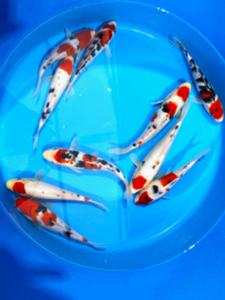 Hirasawa Marusei 22-27cm