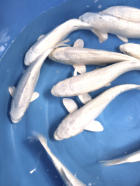 Yamasan  Platina Ogon 33-37 cm