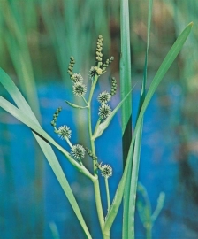 Sparganium Erectum / Grote Egelskop / Pot 9x9cm