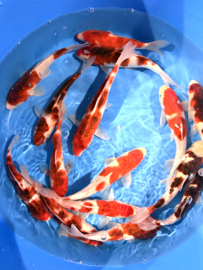 Hirasawa Marusei 24-28cm