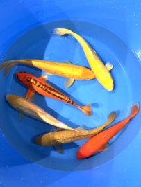 Hirasawa Marusei  32-37 cm