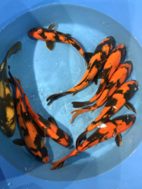 Hirasawa Marusei  32-37 cm