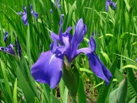 Iris Laevigata / Blauw-paarse Iris / Kant en klare mand 18x18cm