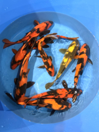 Hirasawa Marusei  32-37 cm