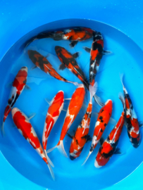 Hirasawa Marusei 27-32cm