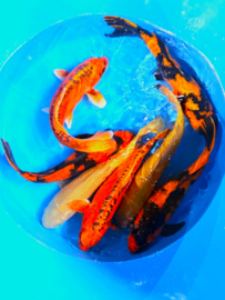Hirasawa Marusei  40-50 cm