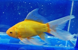 Gele goudvis  10-13cm (echt geel) *op voorraad*