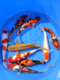 Hirasawa Marusei  32-40 cm