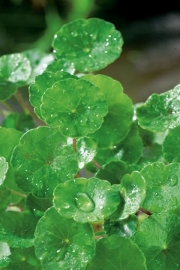 Hydrocotyle Vulgaris / Gewone Waternavel / Mand 11x11cm