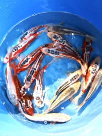 Hirasawa Marusei 24-28cm