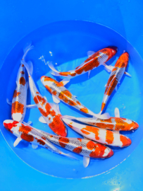 Hirasawa Marusei  32-40 cm