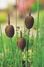 Typha Minima / Dwerglisdodde / Pot 9x9cm