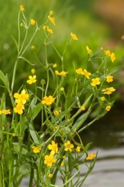 Ranunculus Flammula / Egelboterbloem / Pot 9x9