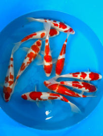 Hirasawa Marusei 27-32cm