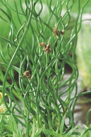 Juncus Effusus 'Spiralis' / Kurkentrekkersgras / Pot 9x9cm