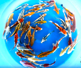 Yamasan (Yamazaki) 13-16cm