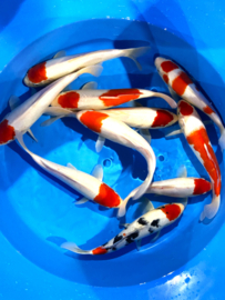 Hirasawa Marusei 29-34cm