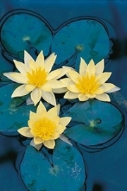 Nymphaea "Sulphurea"