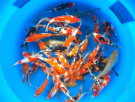 Hiroi 18-20cm  tosai mix