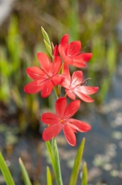 Schizostylus Coccinea 'Major' / Kafferlelie / Pot 9x9cm