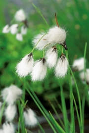 Eriophorum Angustifolium / Veenpluis / Kant en klare mand 18x18cm