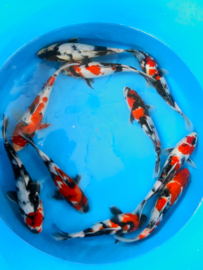 Hirasawa Marusei 27-32cm