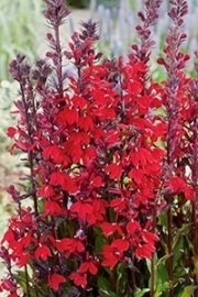 Lobelia cardinalis