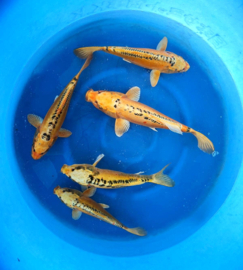 Hirasawa Marusei 28-35cm