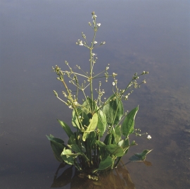 Alisma Plantago-Aquatica / Grote Waterweegbree / Pot 9x9cm