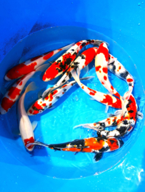 Hirasawa Marusei 30-37cm