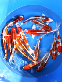 Hirasawa Marusei 24-28cm
