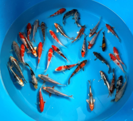 Hosokai 12-14cm - Mix met oa kohaku, asagi, kujaku en andere variateiten