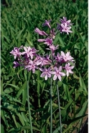 Thulbachia violacea