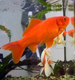 Rode goudvis  10-13cm (echt rood) *op voorraad*