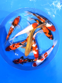 Hirasawa Marusei  32-40 cm