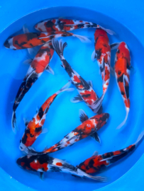 Hirasawa Marusei 29-34cm
