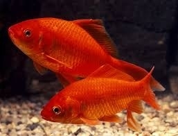 Rode goudvis  18-22cm (echt rood!) *op voorraad*