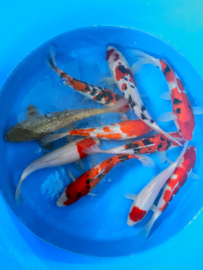 Hirasawa Marusei 29-34cm