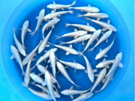 Sakazume 14-16cm  platinum ogon mix