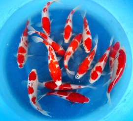 Hirasawa Marusei 28-35cm