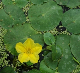 Nymphoides Peltata / Watergentiaan / Mand 11x11cm