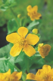 Caltha Palustris / Gewone Dotterbloem / Kant en klare mand 18x18cm