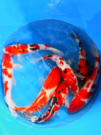 Hirasawa Marusei  40-50 cm