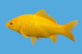 Gele goudvis  10-13cm (echt geel) *op voorraad*