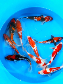 Hirasawa Marusei 27-32cm