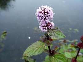 Mentha Aquatica / Watermunt / Kant en klare mand 18x18cm