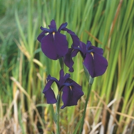 Iris Kaempferi / Japanse Iris / Pot 9x9cm
